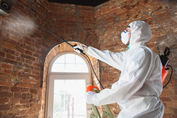 Why You Should Choose Our Mold Remediation Services in Nome, AK